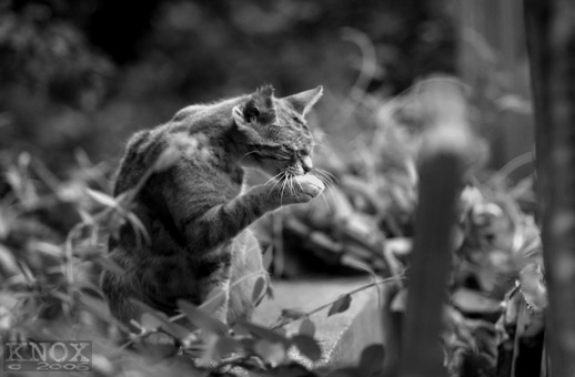 � ������ ����� ������ ���� �� ���� :: ���������� 2
