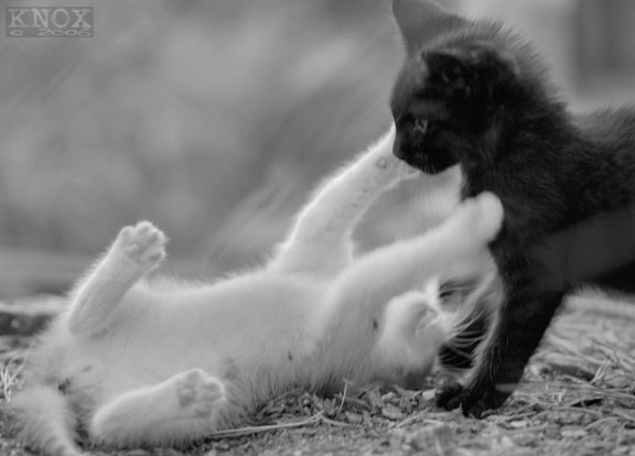 � ������ ����� ������ ���� �� ���� :: ���������� 2