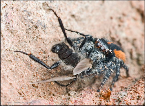��������� ���� 79