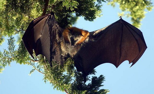 Bat - ������� ���� ���� 1