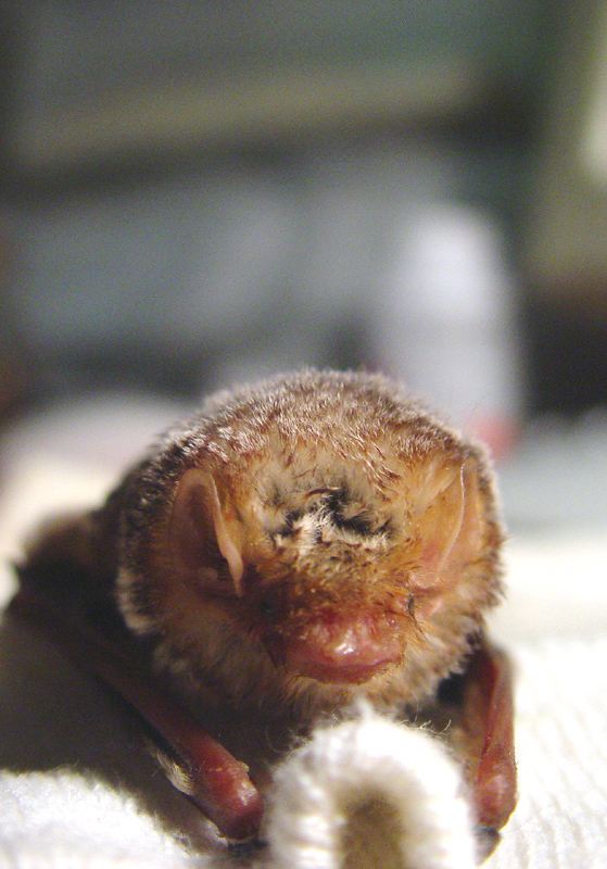 Bat - ������� ���� :: ���������� 2