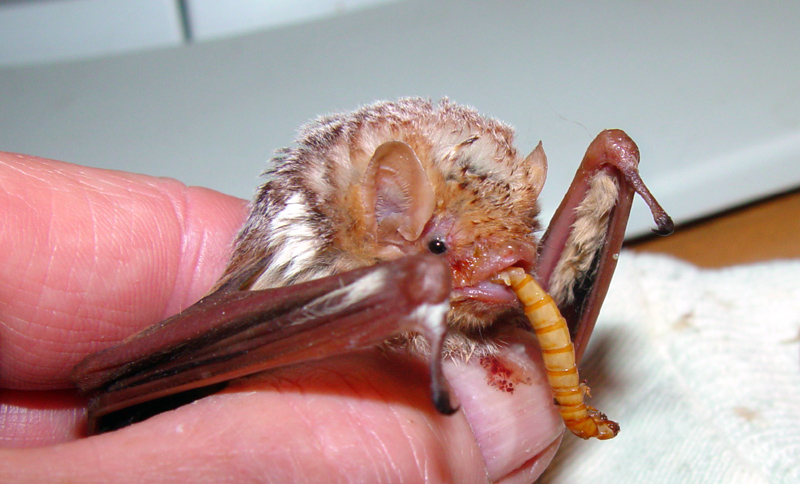 Bat - ������� ���� :: ���������� 2