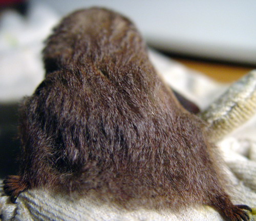 Bat - ������� ���� ���� 4
