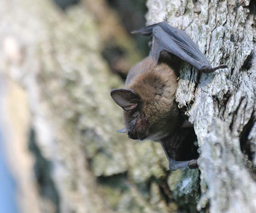Bat - ������� ���� ���� 6
