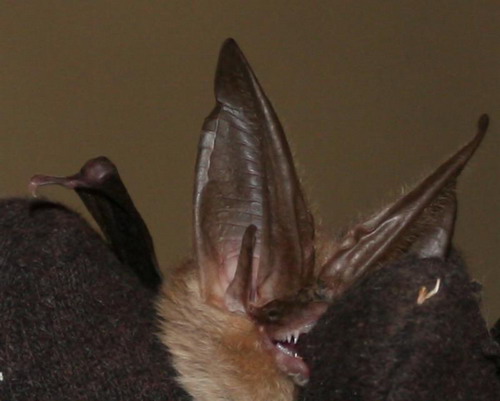 Bat - ������� ���� ���� 7