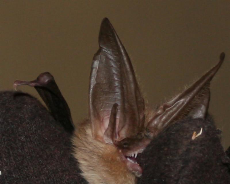 Bat - ������� ���� :: ���������� 2