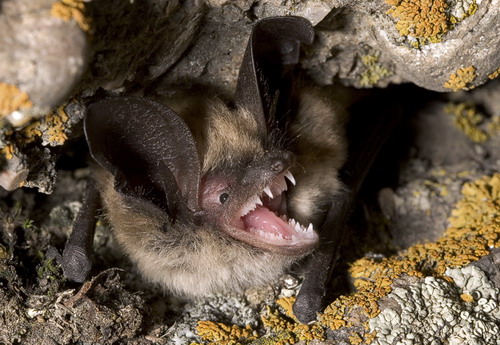 Bat - ������� ���� ���� 8