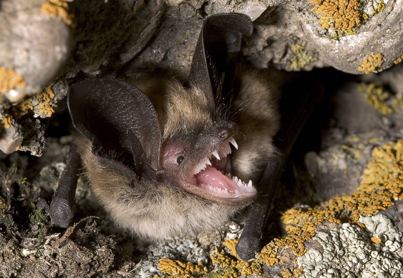 Bat - ������� ���� :: ���������� 2