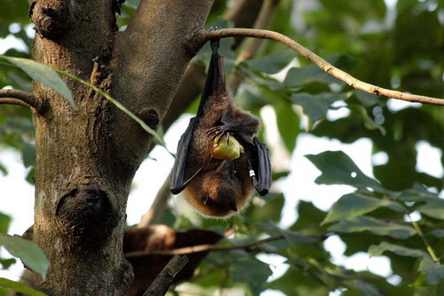 Bat - ������� ���� ���� 9