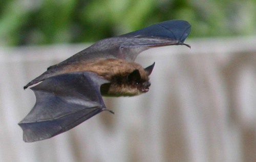 Bat - ������� ���� ���� 10
