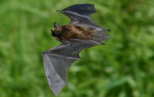 Bat - ������� ���� ���� 11