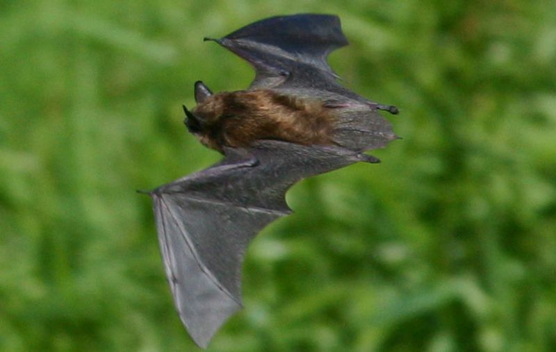 Bat - ������� ���� :: ���������� 2