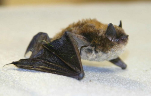 Bat - ������� ���� ���� 12