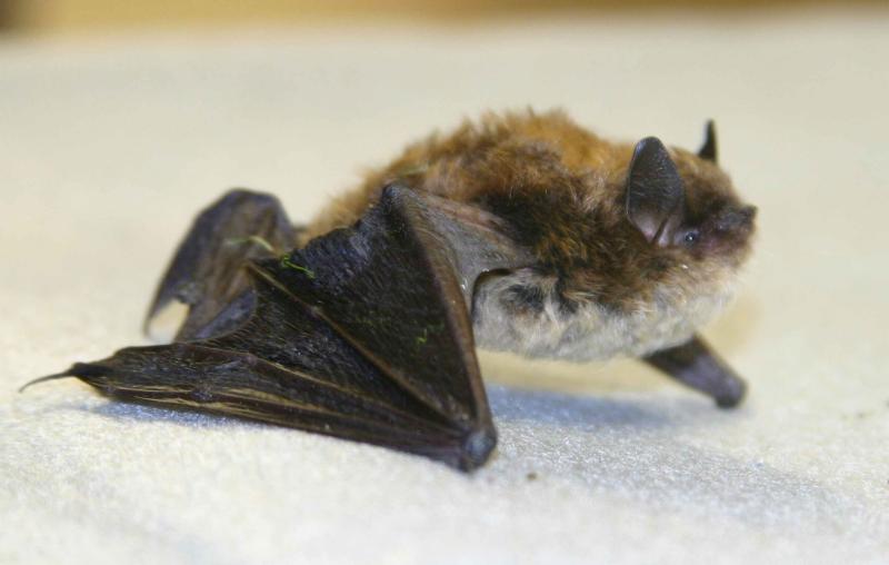 Bat - ������� ���� :: ���������� 2
