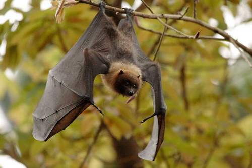 Bat - ������� ���� ���� 14