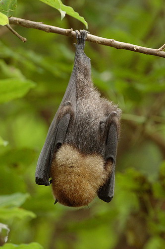 Bat - ������� ���� ���� 15