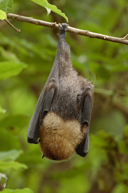 Bat - ������� ���� :: ���������� 2