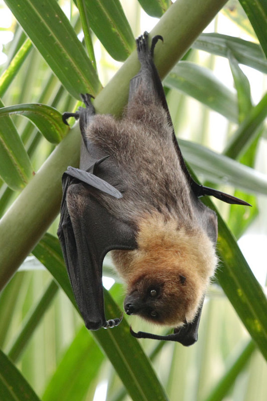 Bat - ������� ���� :: ���������� 2