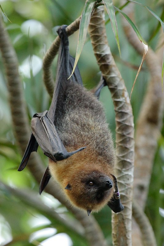 Bat - ������� ���� :: ���������� 2