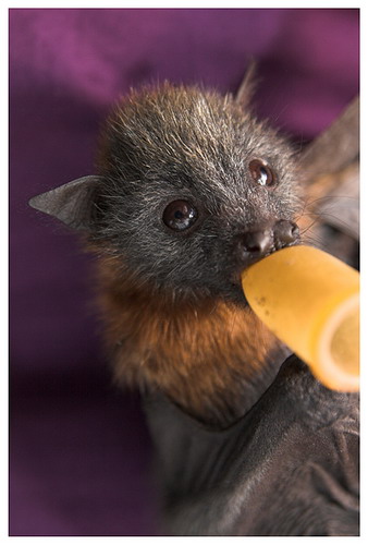Bat - ������� ���� ���� 18