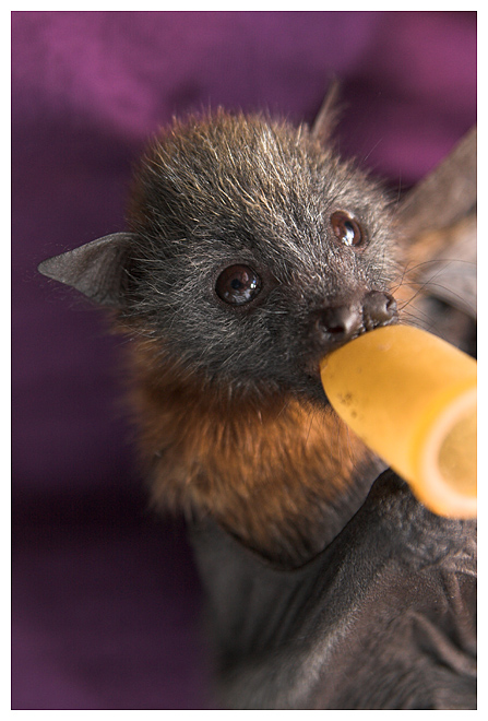 Bat - ������� ���� :: ���������� 2