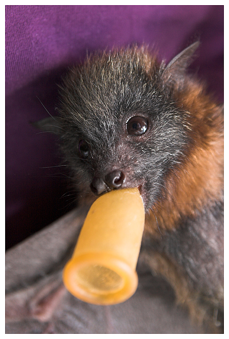Bat - ������� ���� :: ���������� 2