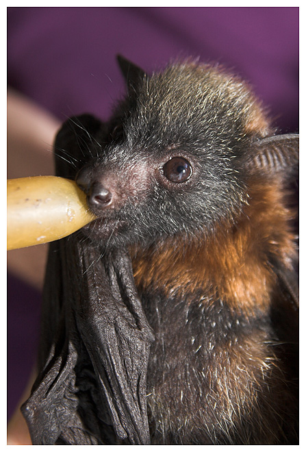 Bat - ������� ���� :: ���������� 2