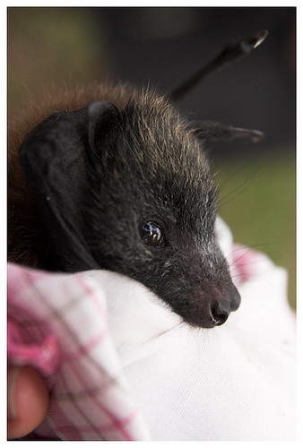 Bat - ������� ���� ���� 21