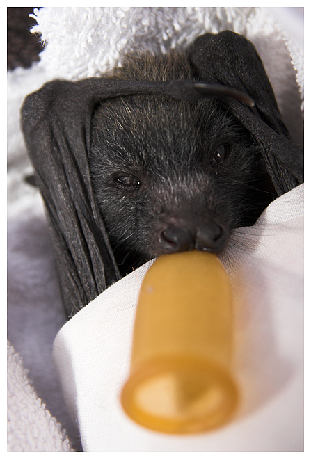Bat - ������� ���� :: ���������� 2