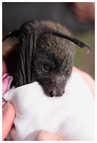 Bat - ������� ���� ���� 23