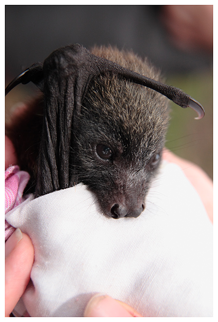 Bat - ������� ���� :: ���������� 2
