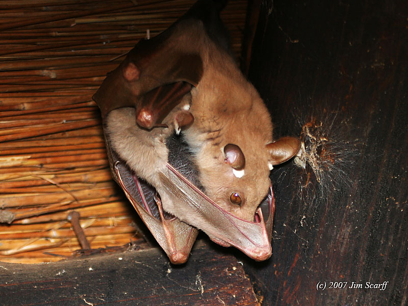 Bat - ������� ���� :: ���������� 2