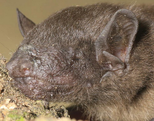 Bat - ������� ���� ���� 25