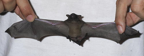 Bat - ������� ���� ���� 26