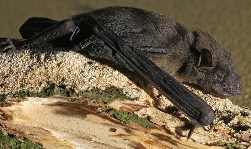 Bat - ������� ���� :: ���������� 2