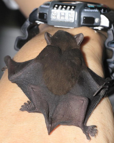Bat - ������� ���� ���� 28