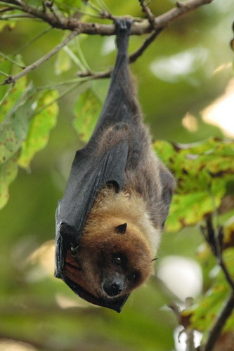 Bat - ������� ���� ���� 30