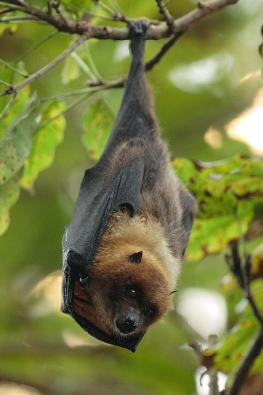 Bat - ������� ���� :: ���������� 2