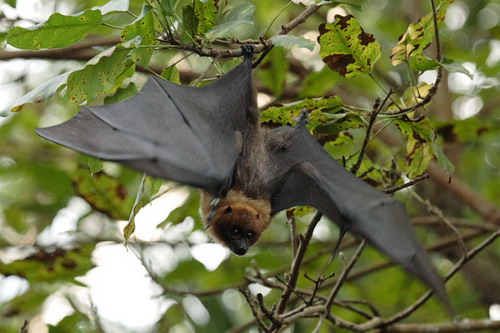 Bat - ������� ���� ���� 31