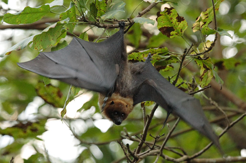 Bat - ������� ���� :: ���������� 2