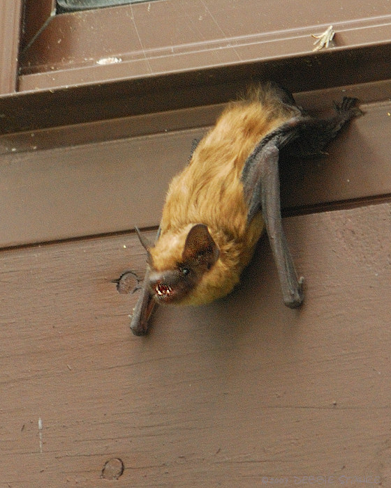 Bat - ������� ���� :: ���������� 2