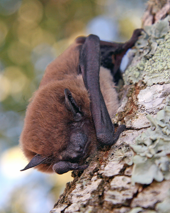 Bat - ������� ���� :: ���������� 2