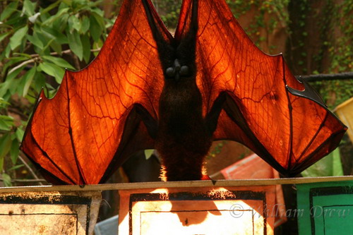 Bat - ������� ���� ���� 35