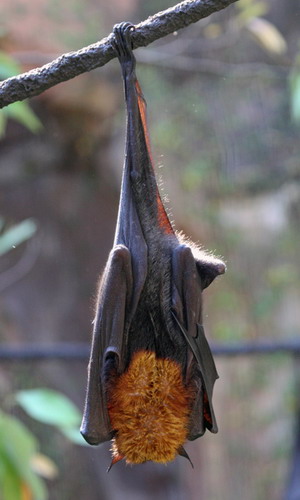 Bat - ������� ���� ���� 36