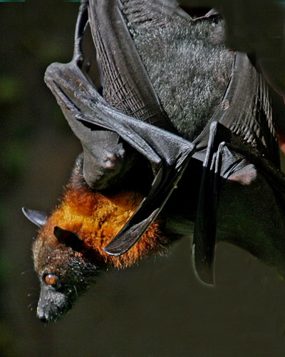 Bat - ������� ���� ���� 37