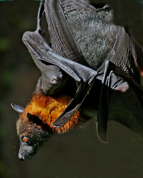 Bat - ������� ���� :: ���������� 2