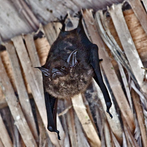 Bat - ������� ���� ���� 38