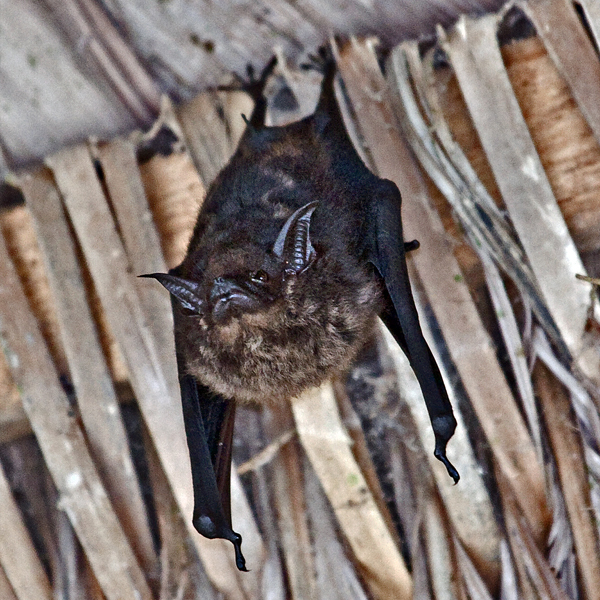 Bat - ������� ���� :: ���������� 2