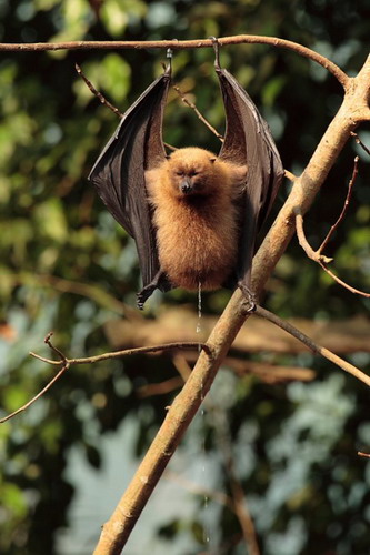 Bat - ������� ���� ���� 40