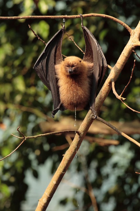 Bat - ������� ���� :: ���������� 2